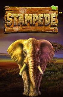 Stampede